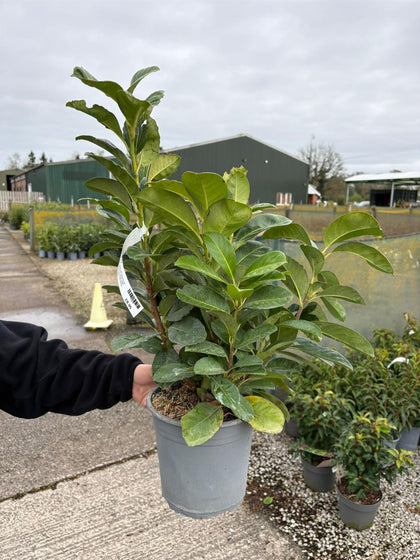Dwarf Cherry Laurel Etna 4.5 Litre Pot