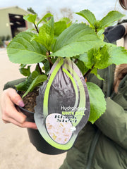 Hydrangea macrophylla Black Steel White 5 Litre Pot