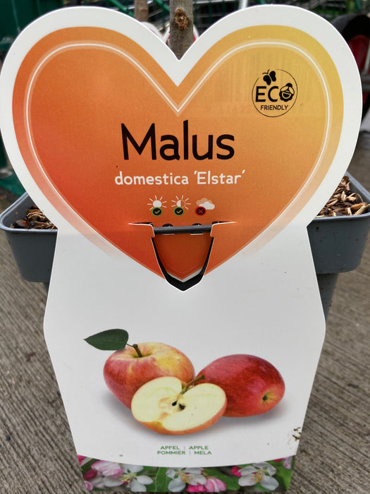Apple Elstar 5 Litre Pot Patio Fruit