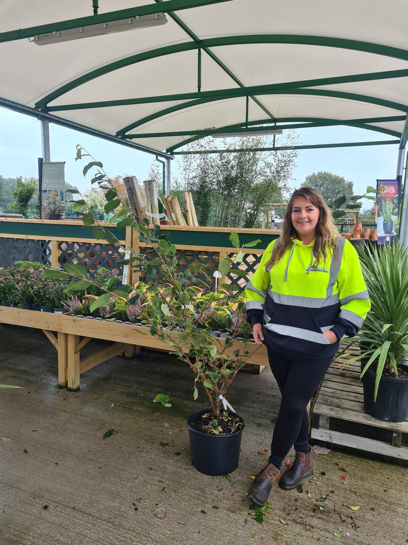 Hamamelis Rubin 20 Litre Pot 125/150cm Tall