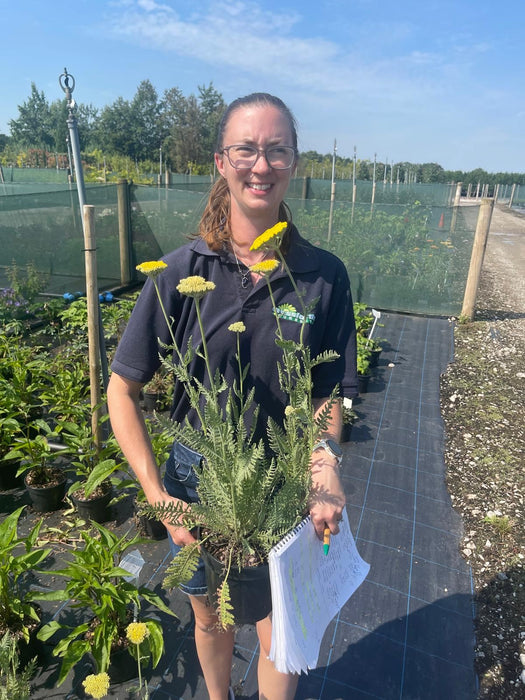 Achillea Coronation Gold 11cm Pot