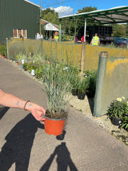 Panicum Heavy Metal 2 Litre Pot