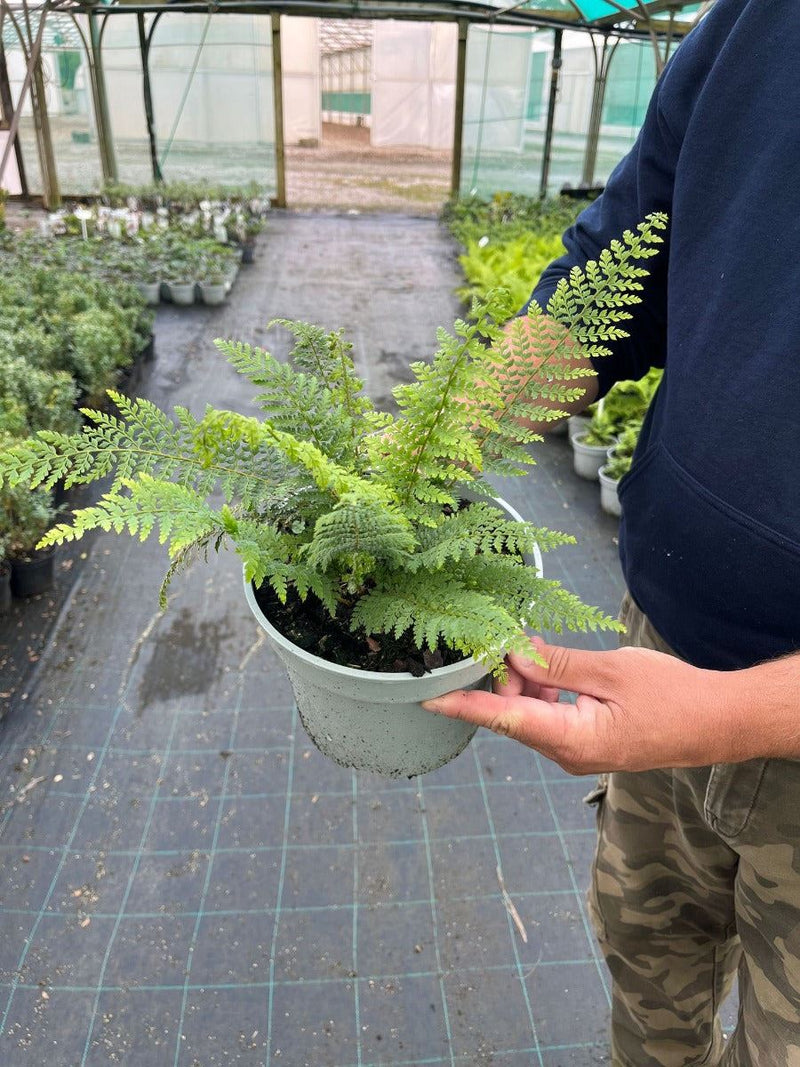 Polystichum Setiferum Proliferum 2 Litre Pot