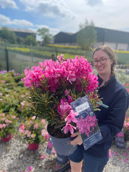 Easydendron Grazeasy Dark Pink 16.5 Litre Pot