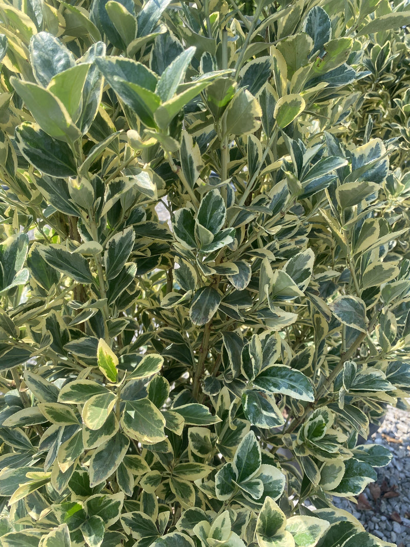 Euonymus japonicus Bravo 9 Litre
