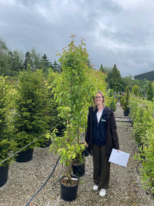 Pyrus Chanticleer 15 Litre Pot