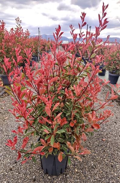 Photinia x fraseri Pink Marble 18 Litre Pot