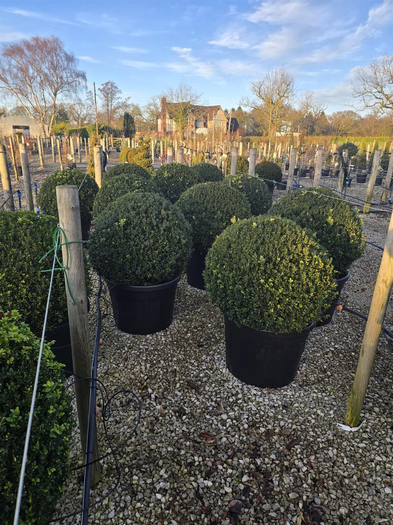 Buxus Ball 50 Litre Pot 80-85cm Diameter