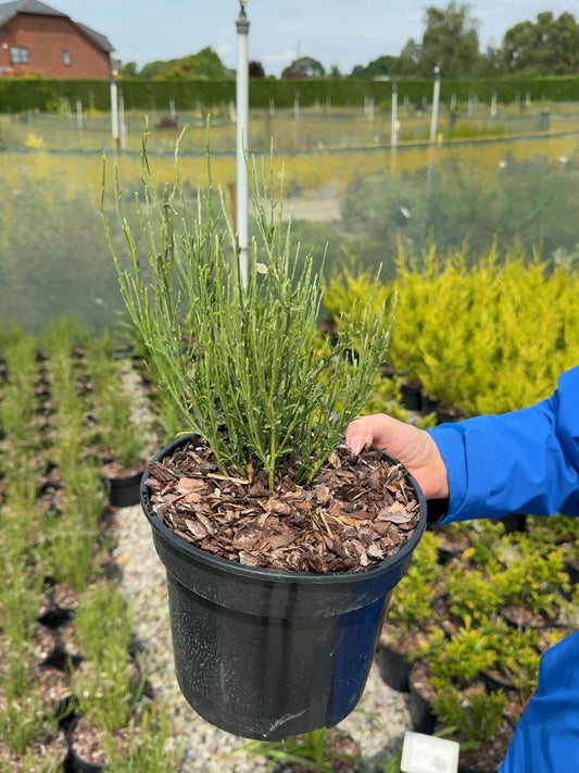 Cytisus praecox 'Allgold' - Warminster Broom 3 Litre Pot