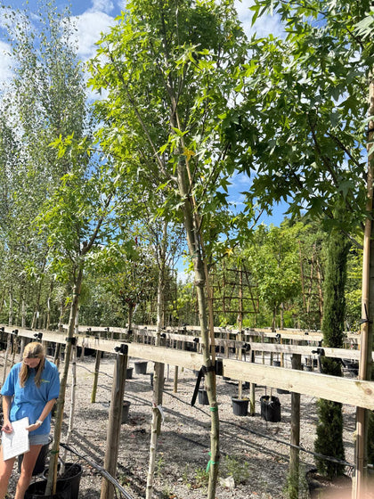 Liquidambar Worplesdon 12/14cm Girth 30 Litre Bag Seconds