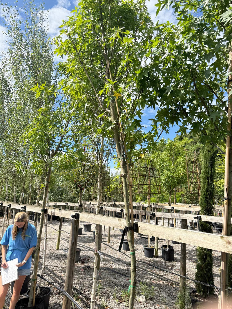 Liquidambar Worplesdon 12/14cm Girth 30 Litre Bag Seconds