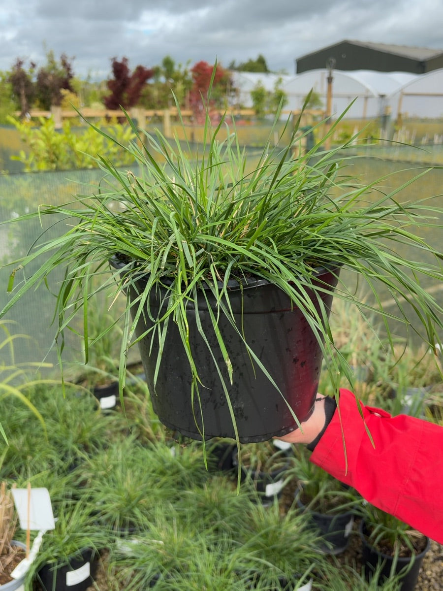 Deschampsia cesp Goldtau 5 Litre Pot