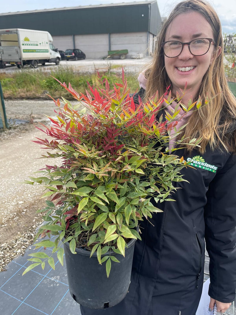 Nandina Domestica Obsessed 5 Litre Pot