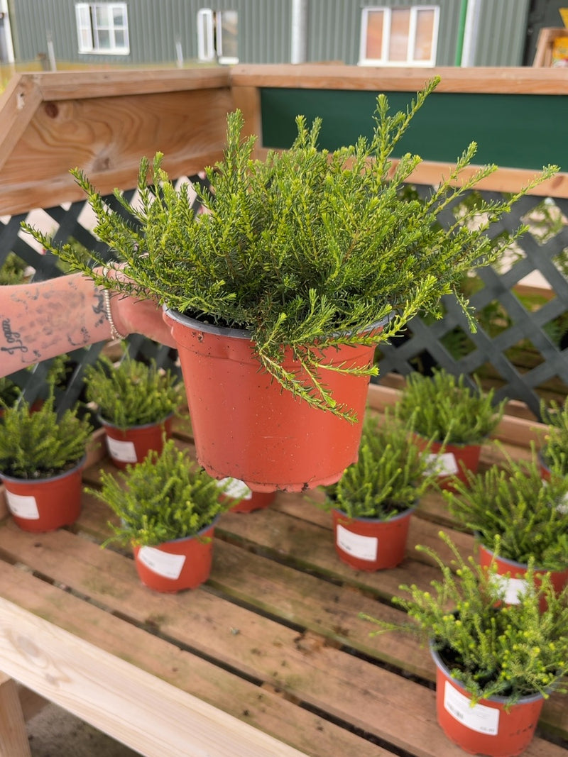 Erica White Perfection 2 Litre Pot