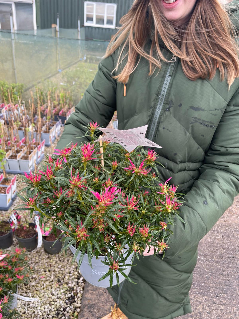 Azalea StarStyle Pink 3 Litre Pot