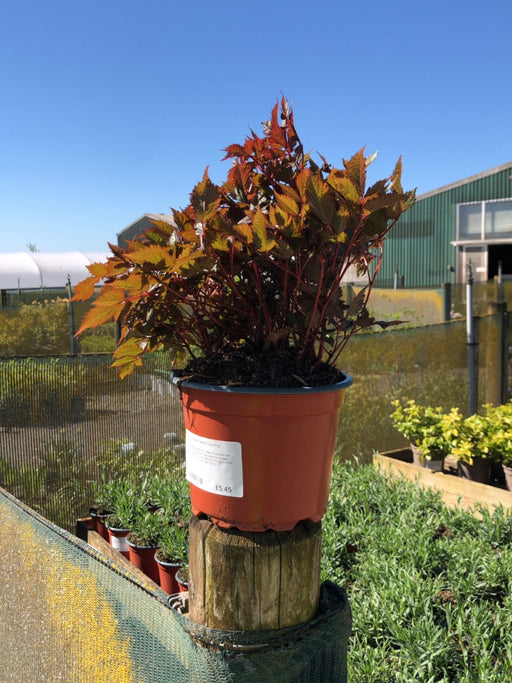Astilbe arendsii Fanal 2 Litre Pot