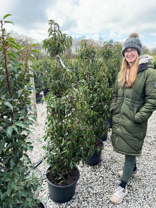 Portuguese Laurel 160/180cm Root Ball Delivery from October