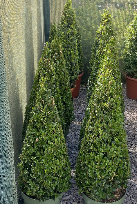 Buxus Cone 5 Litre Pot 50/60cm