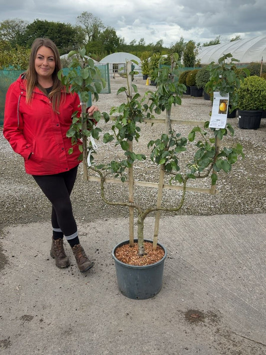 Pear Doyenne Comice 25 Litre Pot Double U Frame