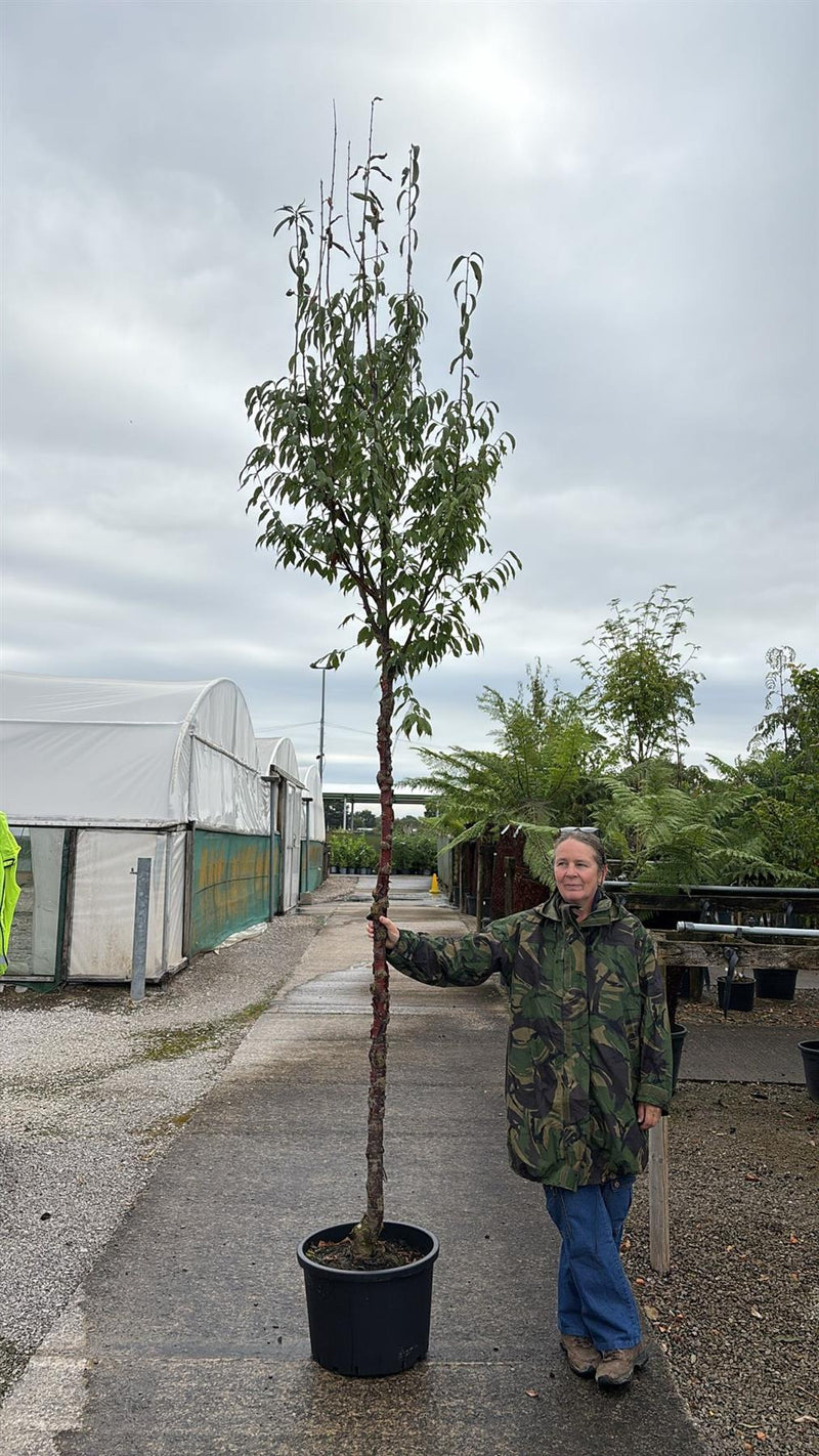 Prunus Serrula Heavy Standard 10-12cm Girth