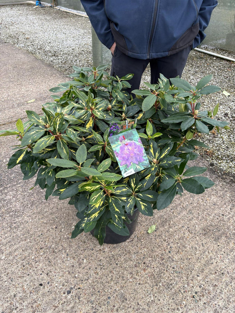 Rhododendron Hybrid Goldflimmer 20 Litre Pot