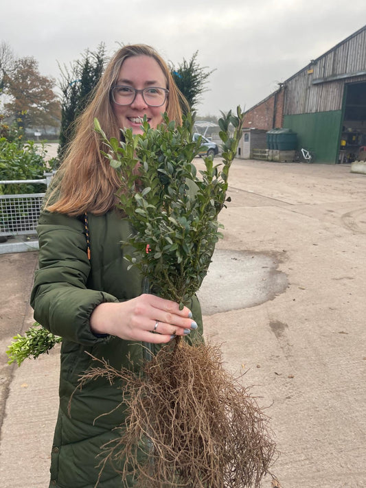 Box Hedging 30/40cm Bare Root Delivery from November
