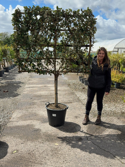 Elaeagnus Compacta Pleached 80/100cm Stem 120cm H x 150cm W