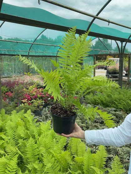 Matteuccia struthiopteris - Shuttlecock Fern 3 Litre Pot