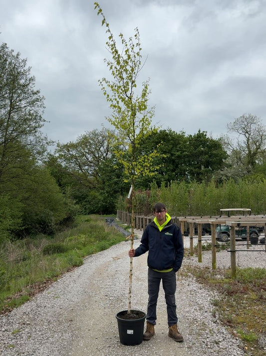 Betula Pendula Schneverd Goldbirke 8/10cm Girth