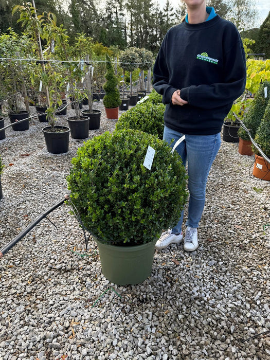 Ilex Crenata Glorie Gem Ball 70cm