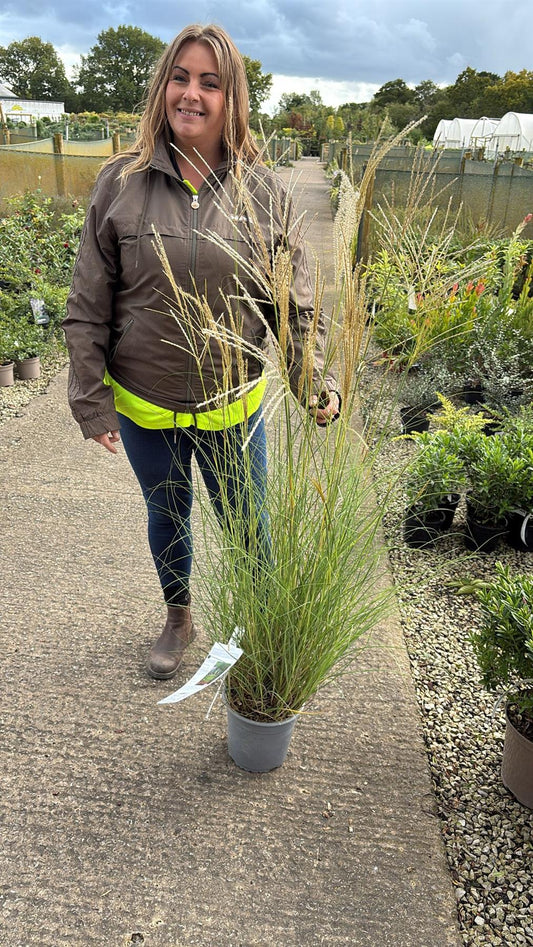Miscanthus s. Yakushima Dwarf 4.5 Litre Pot
