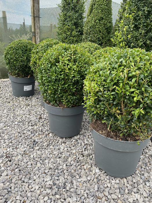 Buxus Ball 5 Litre Pot 25-30cm