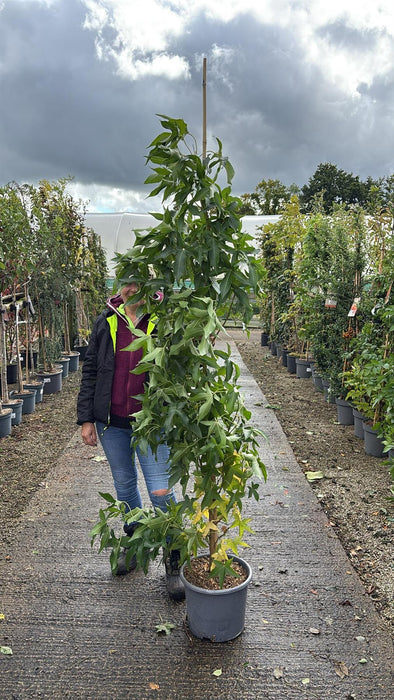 Liquidambar sty. Slender Silhouette 15 Litre Pot