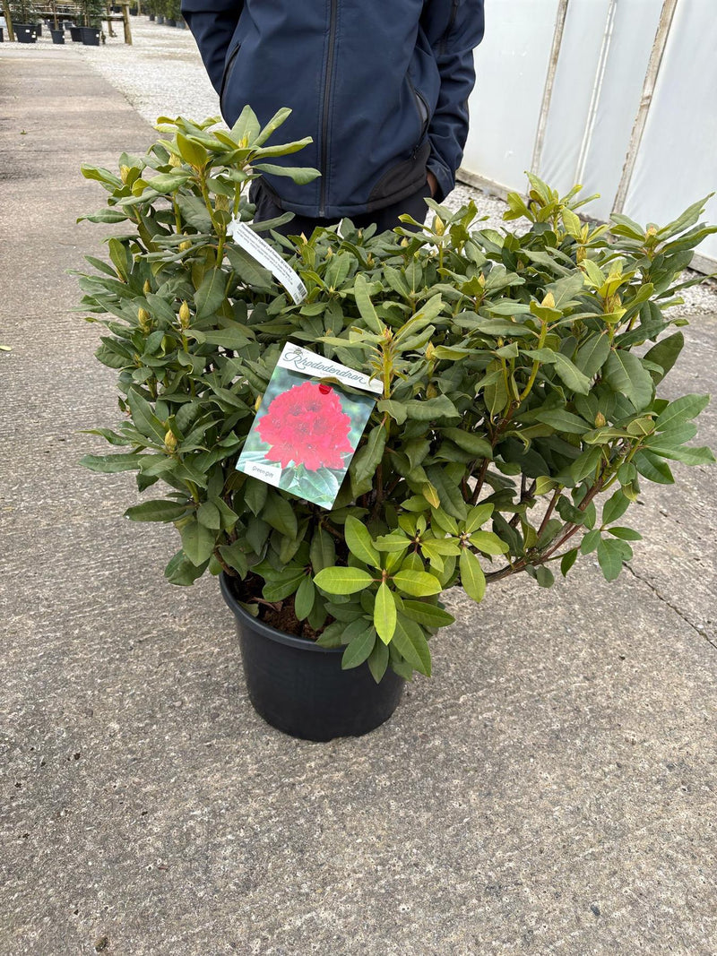 Rhododendron Hybrid Lord Roberts 30 Litre Pot