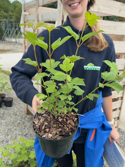 Viburnum opulus 'Roseum' - Snowball Tree 3 Litre Pot