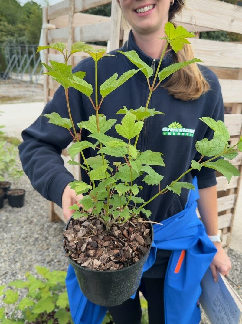 Viburnum opulus 'Roseum' - Snowball Tree 3 Litre Pot