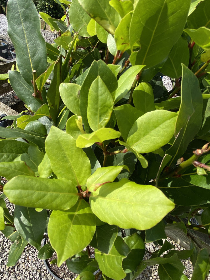 Laurus Nobilis 1/4 Standard 50 Stem 35-40 cm Head