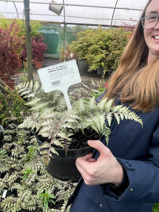 Athyrium Metallicum 3 Litre Pot