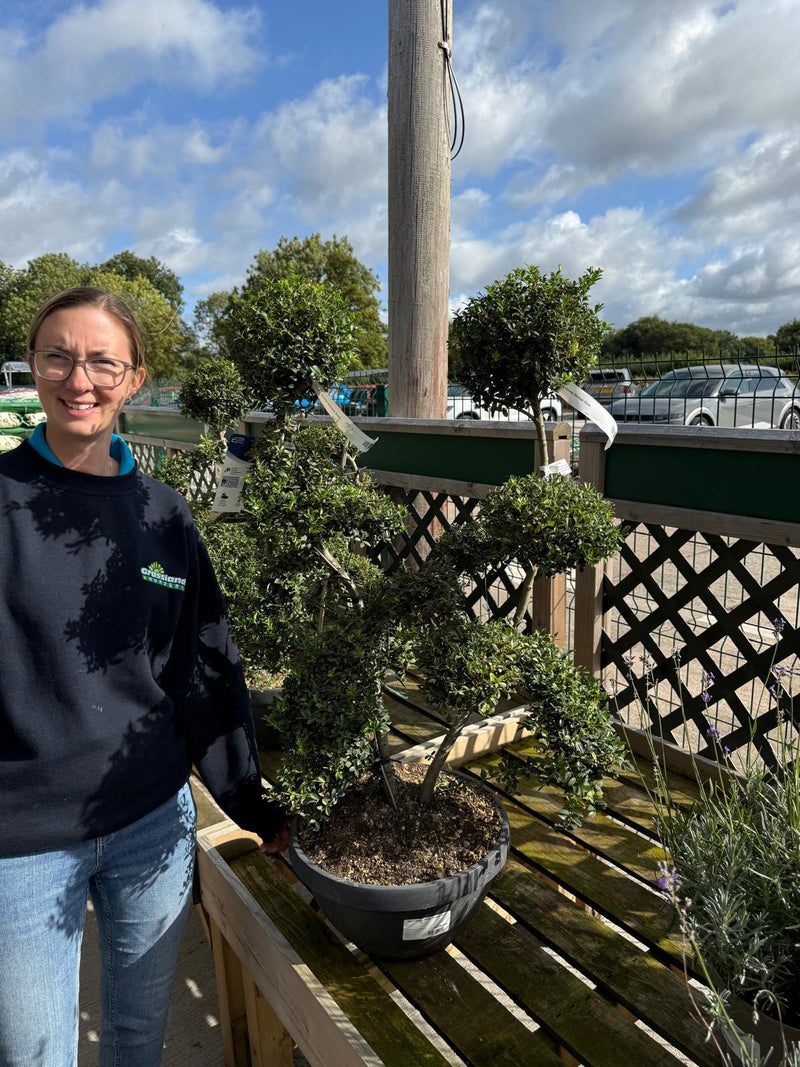 Ilex Crenata Kinme Bonsai Bowl