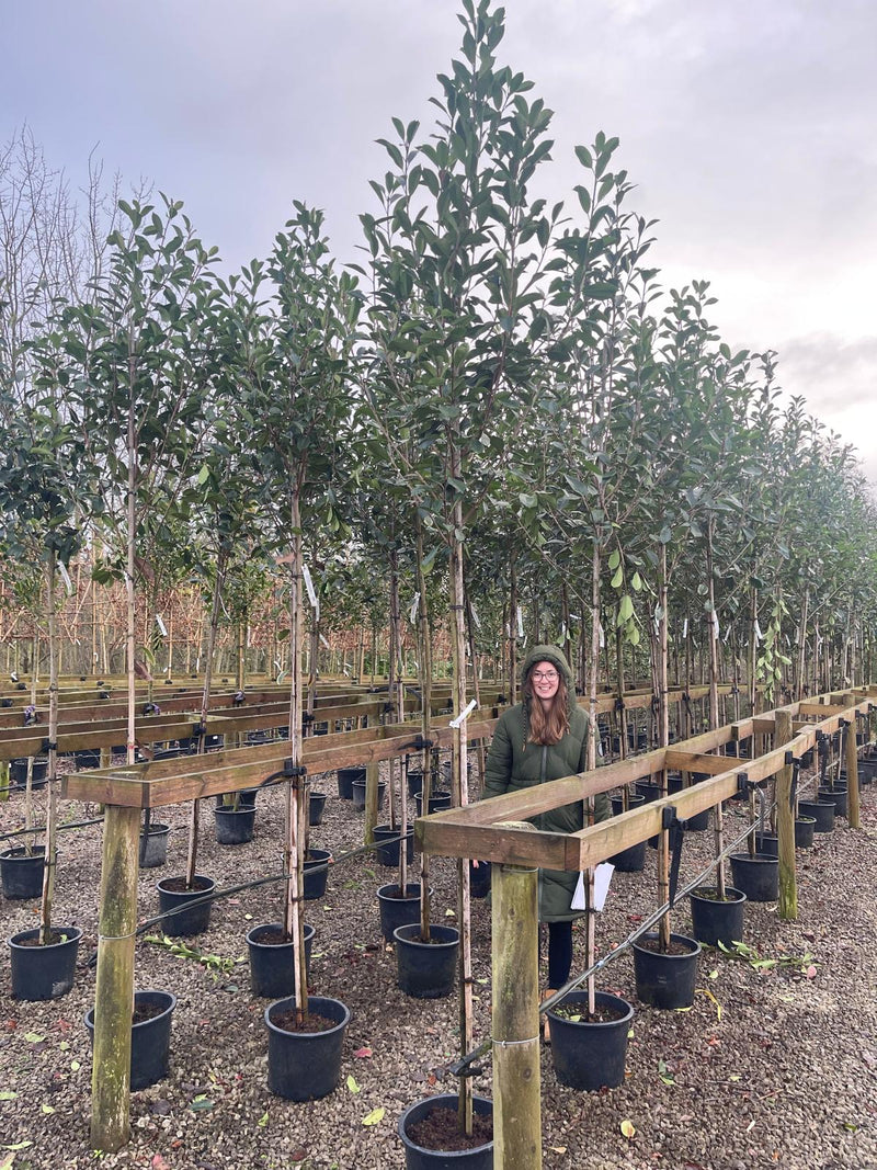 Photinia Red Robin Full Standard 20 Litre Pot 6/8cm Girth
