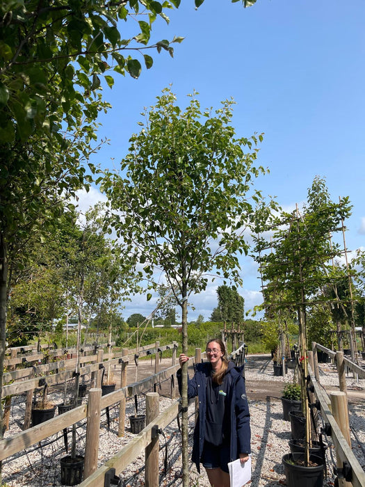 Pyrus Chanticleer 45 Litre Pot 12/14cm Girth