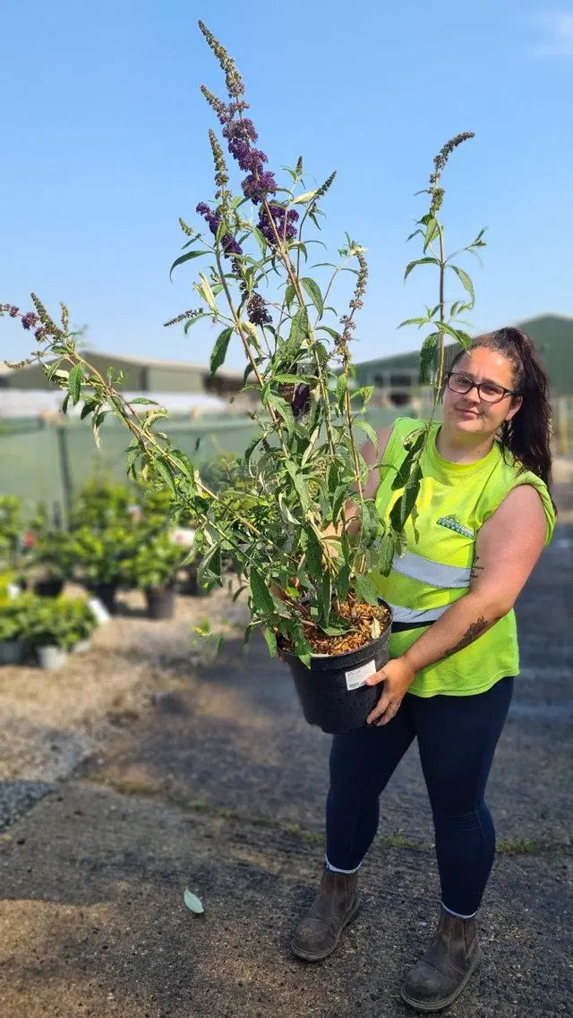 Buddleja davidii Black knight 10 Litre Pot