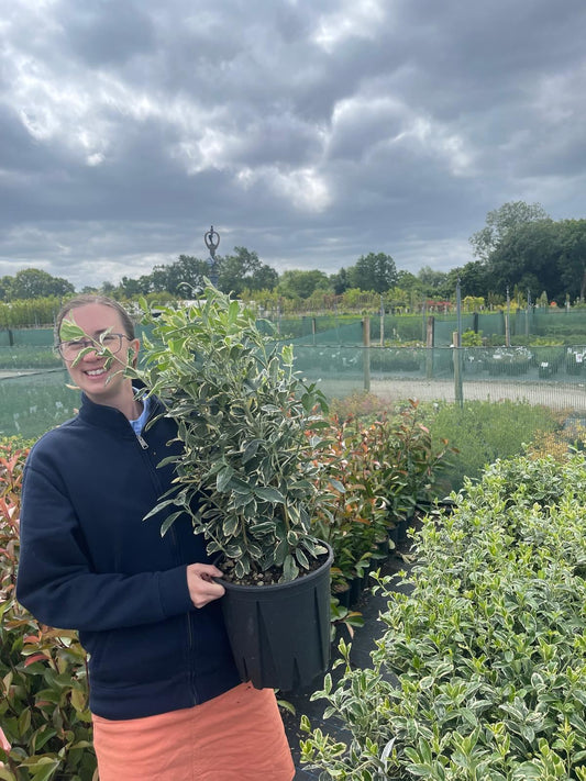 Euonymus japonicus Bravo 9 Litre