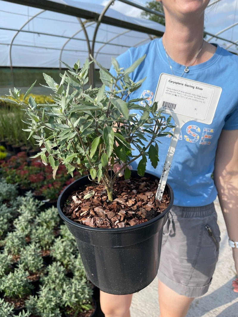 Caryopteris Sterling Silver 3 Litre Pot