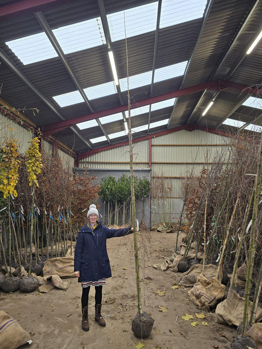 Betula Pen. Youngii Feathered 8-10cm Girth Rootballed