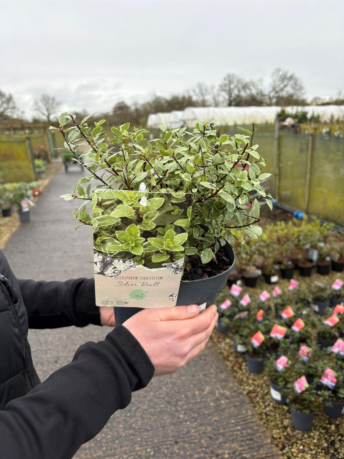 Pittosporum Ten. Silver Ball 3 Litre Pot