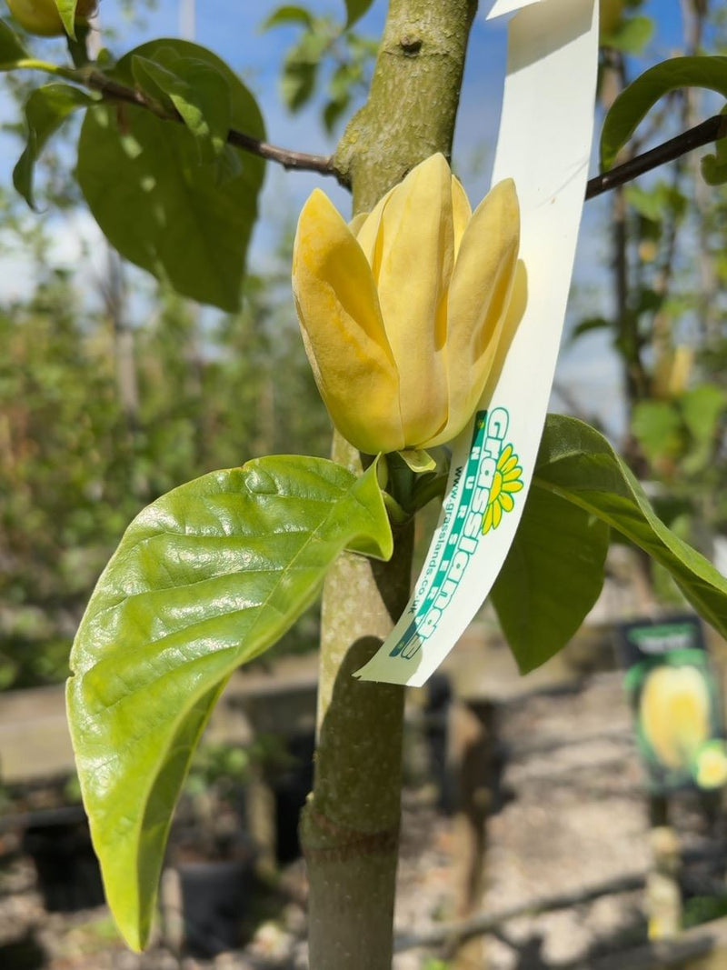 Magnolia Yellow Bird Tree 8/10cm Girth