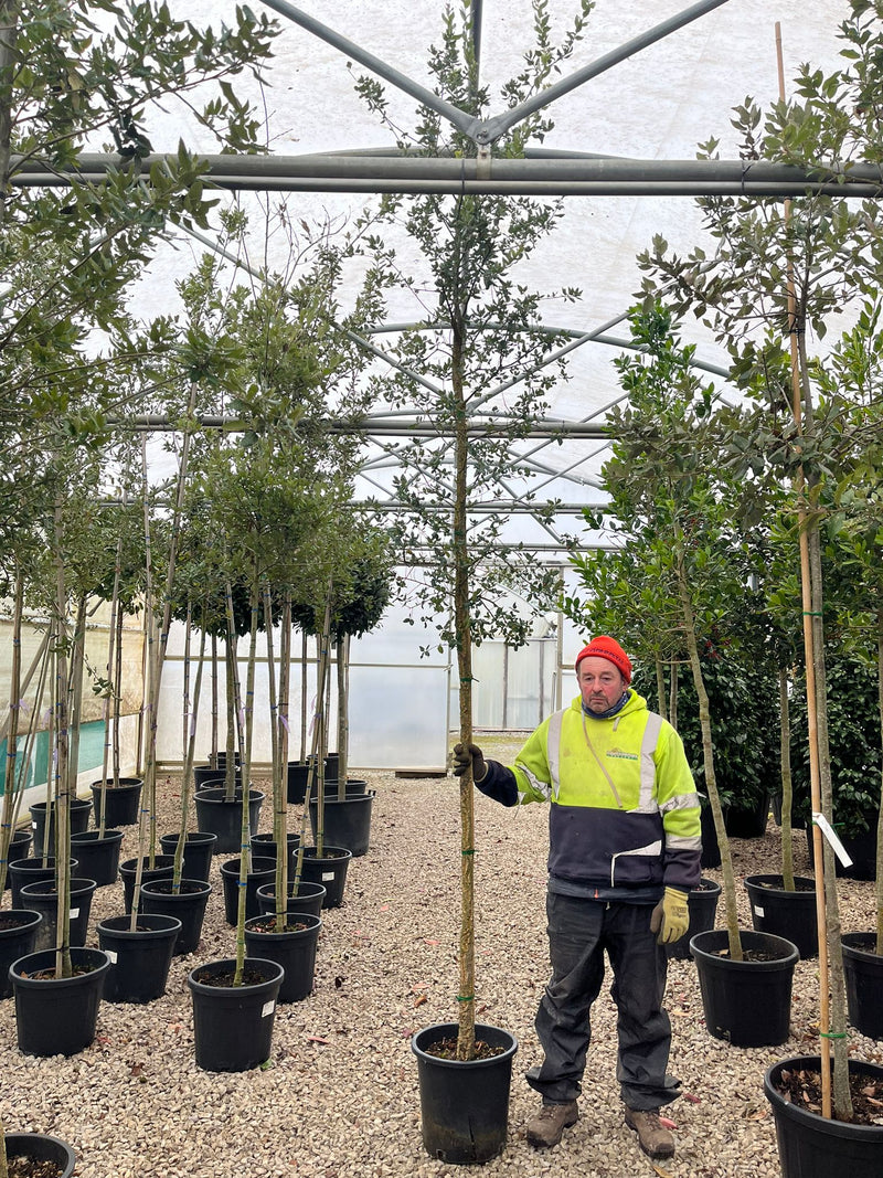 Quercus Suber Standard Tree 6-8cm Girth