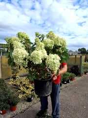 Hydrangea Paniculata Little Lime Punch 20 Litre Pot 60-80cm