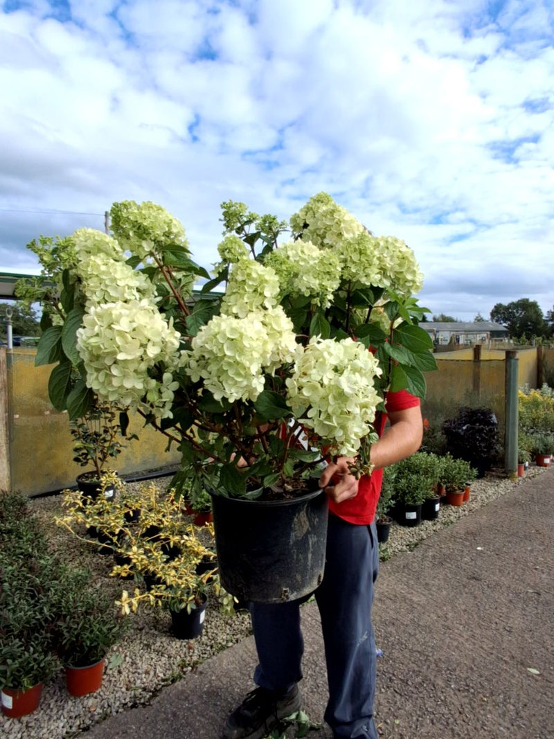 Hydrangea Paniculata Little Lime Punch 20 Litre Pot 60-80cm